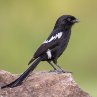 Magpie Shrike
